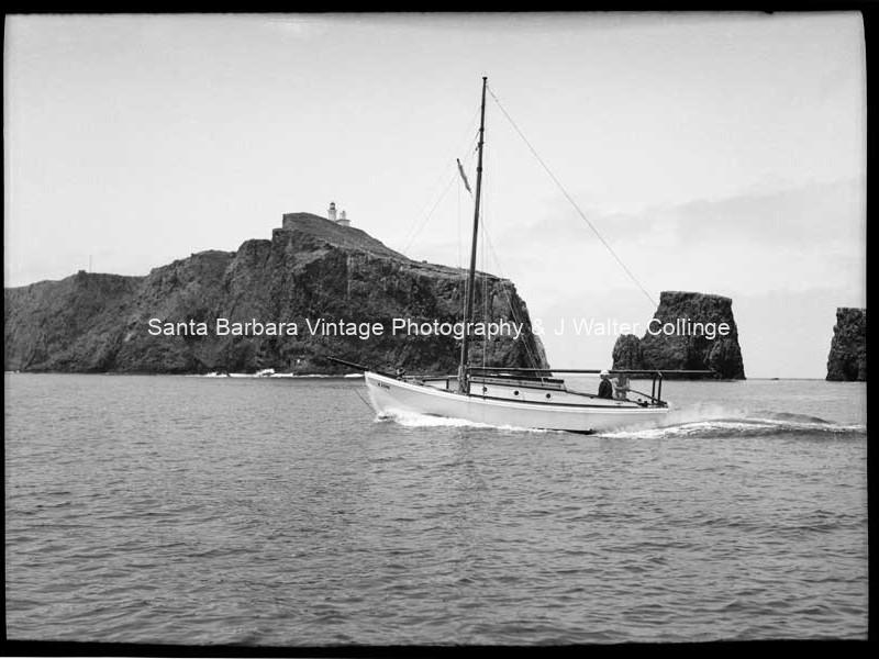 Collinge’s Stormy Petrel, Anacapa Island | CH08